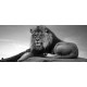 Wallpapers mural big lion on grey background