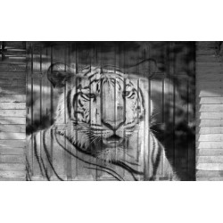 Wallpapers mural tiger's head painted on a door