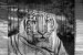 Wallpapers mural tiger's head painted on a door