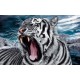Wallpapers mural head of an angry tiger in 2 colors Wallpapers mural head of an angry tiger in 2 colors