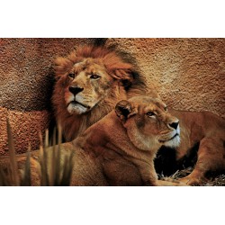 Wallpapers mural a pair of lion and lioness