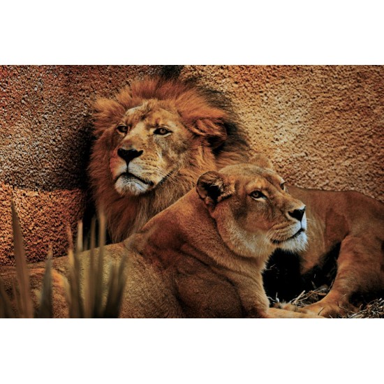 Wallpapers mural a pair of lion and lioness Wallpapers mural a pair of lion and lioness