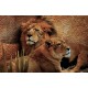 Wallpapers mural a pair of lion and lioness Wallpapers mural a pair of lion and lioness