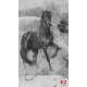 Wallpapers mural art wall with black horse 