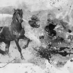 Wallpapers mural art wall with black horse 