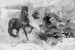 Wallpapers mural art wall with black horse 