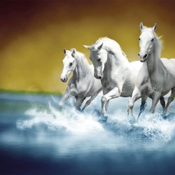 Wall murals three white horses in gallop in water