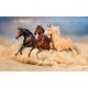 Wall mural color horses on sunset background 