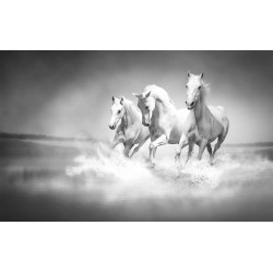 Wall mural Trio gray horses galloping in water