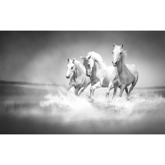 Wall mural Trio gray horses galloping in water
