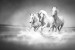 Wall mural Trio gray horses galloping in water