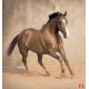 Wallpapers galloping horse with beige coating Wallpapers galloping horse with beige coating