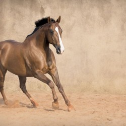 Wallpapers galloping horse with beige coating