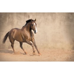 Wallpapers galloping horse with beige coating Wallpapers galloping horse with beige coating
