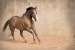Wallpapers galloping horse with beige coating