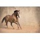 Wallpapers galloping horse with beige coating Wallpapers galloping horse with beige coating