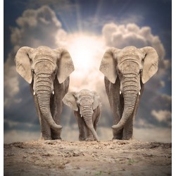Wallpaper view of three beautiful elephants