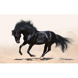 Wall mural beautiful black horse in 2 colors Wall mural beautiful black horse in 2 colors