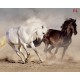 Photo mural a pair of horses in a gallop