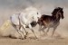 Photo mural a pair of horses in a gallop