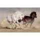 Photo mural a pair of horses in a gallop