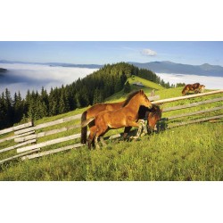 Photo mural horse and mare of green mountain slopes