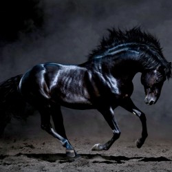 Wallpapers mural beautiful black horse
