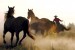 Wall mural with wild horses and a cowboy
