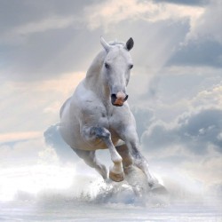 Wallpapers mural beautiful horse - vertical model