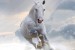 Wallpapers mural beautiful horse - vertical model