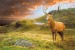 Wallpapers mountain view with a beautiful deer