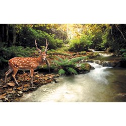 Wallpapers beautiful deer near the river Wallpapers beautiful deer near the river
