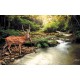 Wallpapers beautiful deer near the river