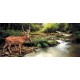 Wallpapers beautiful deer near the river