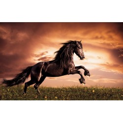 Wall mural with a elegant dark horse on a field
