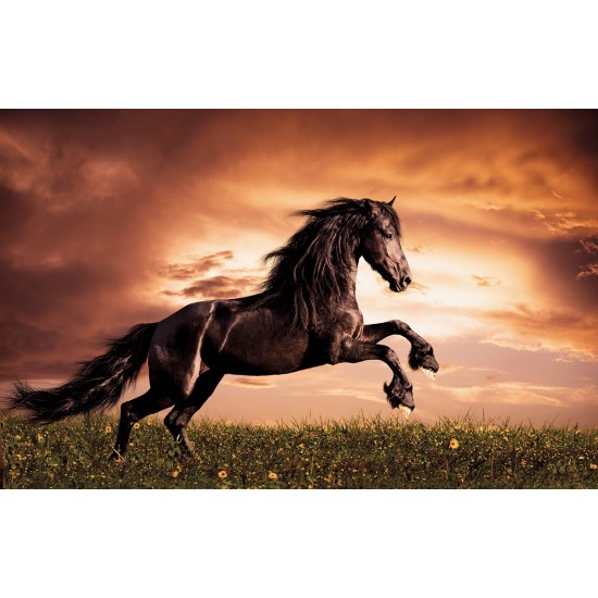 Wall mural with a elegant dark horse on a field
