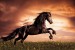 Wall mural with a elegant dark horse on a field