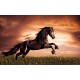 Wall mural with a elegant dark horse on a field