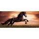 Wall mural with a elegant dark horse on a field