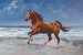 Wallpapers mural painted horse on a sea shore picture 