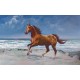 Wallpapers mural painted horse on a sea shore picture 