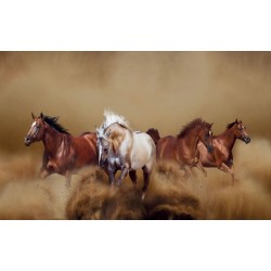 Wall mural beautiful horses in gallop in 2 colors