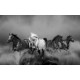 Wall mural beautiful horses in gallop in 2 colors Wall mural beautiful horses in gallop in 2 colors
