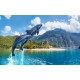 Photo mural jumping dolphins amid mountain views Photo mural jumping dolphins amid mountain views