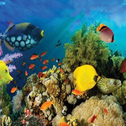 Wall mural water bottom fish