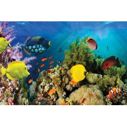 Wall mural water bottom fish