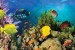 Wall mural water bottom fish