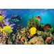 Wall mural water bottom fish