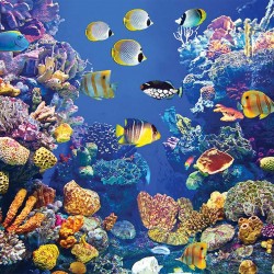 Wall mural sea bottom with many fish and coral