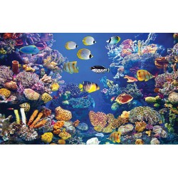 Wall mural sea bottom with many fish and coral